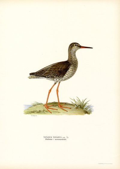 Redshank (barva lito) od Magnus Ferdinand and Wilhelm von Wright