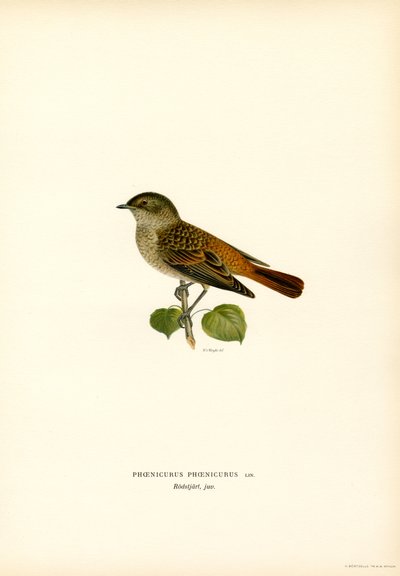 Redstart (barva lito) od Magnus Ferdinand and Wilhelm von Wright