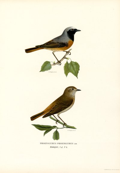 Redstart (barva lito) od Magnus Ferdinand and Wilhelm von Wright