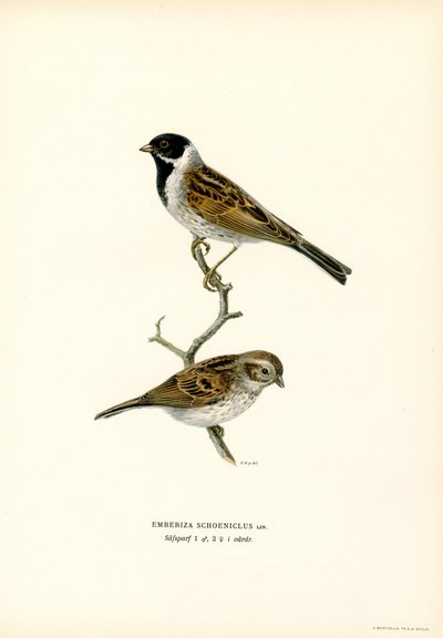 Strnad rákosový (barva lito) od Magnus Ferdinand and Wilhelm von Wright