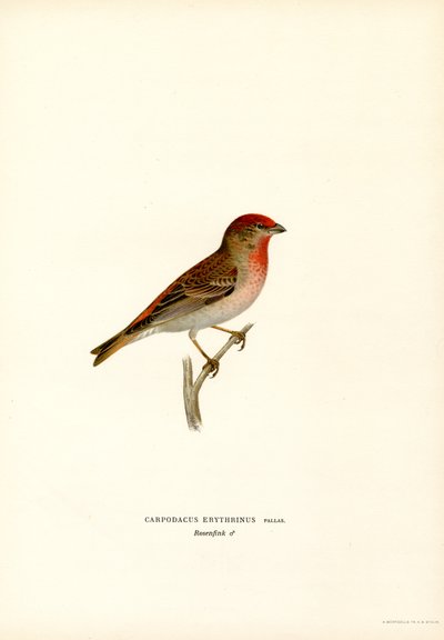 Rosefinch (barva lito) od Magnus Ferdinand and Wilhelm von Wright