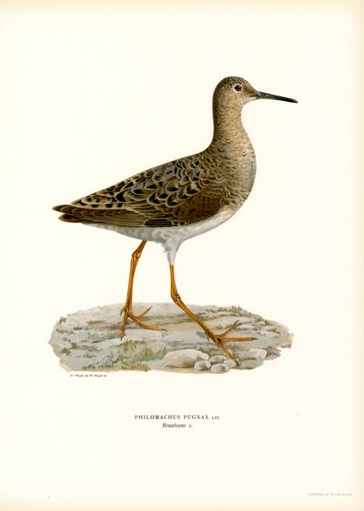 Ruff (barva lito) od Magnus Ferdinand and Wilhelm von Wright