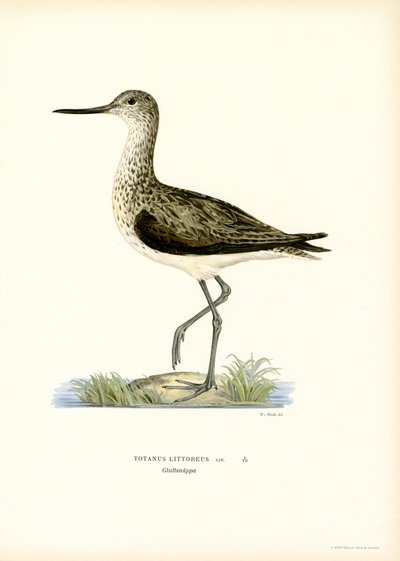 Sandpiper (barva lito) od Magnus Ferdinand and Wilhelm von Wright