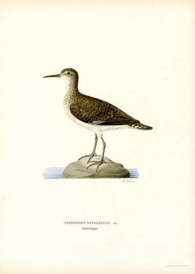 Sandpiper (barva lito) od Magnus Ferdinand and Wilhelm von Wright