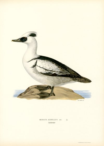 Smew (barva lito) od Magnus Ferdinand and Wilhelm von Wright