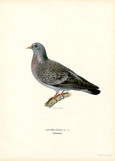 Stock Dove (barva lito) od Magnus Ferdinand and Wilhelm von Wright