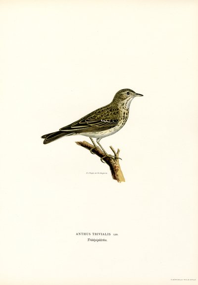 Pipit stromový (barevná lito) od Magnus Ferdinand and Wilhelm von Wright