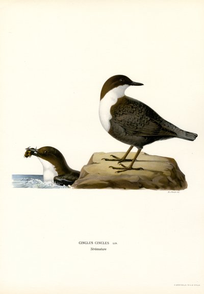 Water Ouzel (barva lito) od Magnus Ferdinand and Wilhelm von Wright