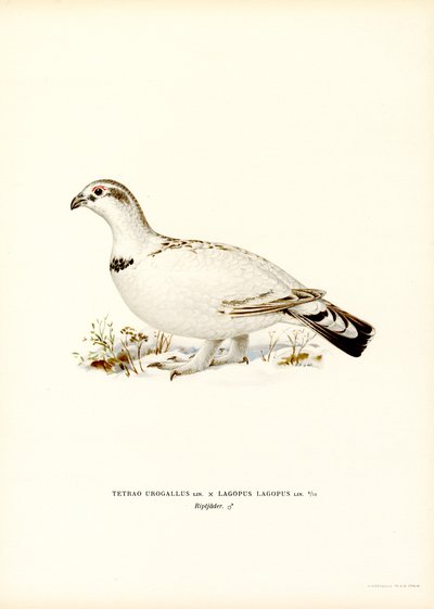 Tetřev hlušec x Willow Ptarmigan (barva lito) od Magnus Ferdinand and Wilhelm von Wright