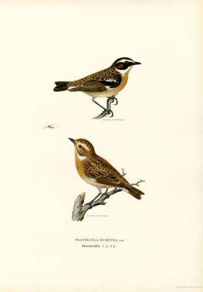 Whinchat (barevné lito) od Magnus Ferdinand and Wilhelm von Wright