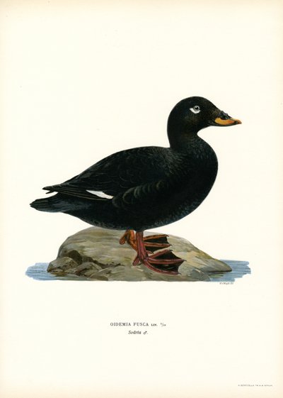 Scoter bělokřídlý (barva litho) od Magnus Ferdinand and Wilhelm von Wright