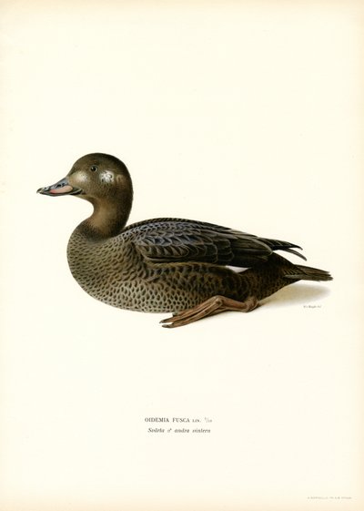 Scoter bělokřídlý (barva litho) od Magnus Ferdinand and Wilhelm von Wright