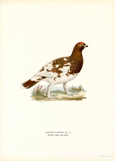 Willow Ptarmigan (barva lito) od Magnus Ferdinand and Wilhelm von Wright