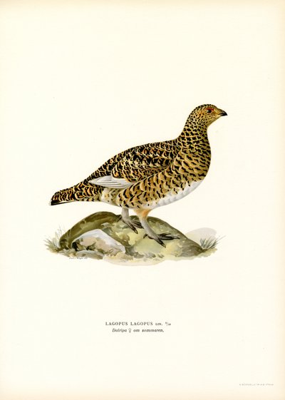 Willow Ptarmigan (barva lito) od Magnus Ferdinand and Wilhelm von Wright