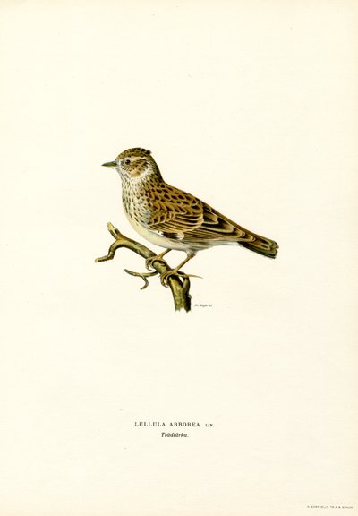 Wood Lark (barva lito) od Magnus Ferdinand and Wilhelm von Wright