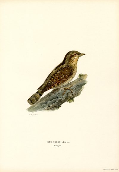 Wryneck (barva lito) od Magnus Ferdinand and Wilhelm von Wright