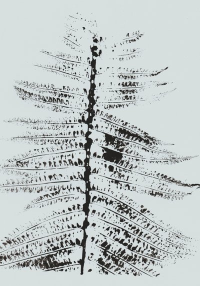 Black Ink Fern od Maira Ribena