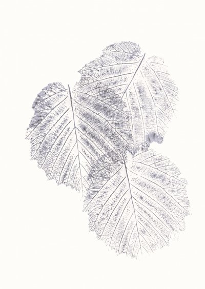 Minimalistické textury listů od Maira Ribena