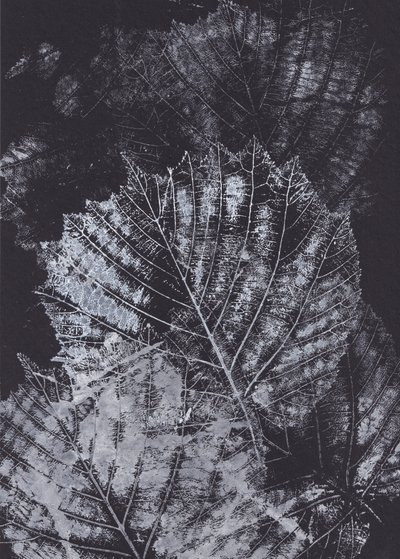 Studie monochromatického listu od Maira Ribena