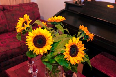 Jasně žluté slunečnice nebo Helianthus Annuus z pohoří And v Kolumbii zdobí dům v Bogotě od Mano Chandra Dhas