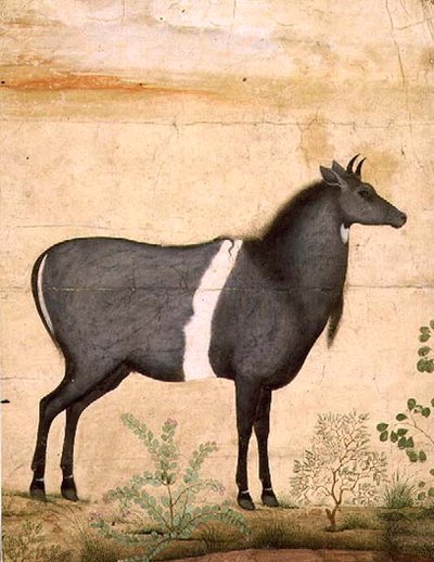 PD.78-1948 Nilgai (modrá kráva) Mughalská škola, začátek 17. století (kvaš) od Mansur (attr. to)