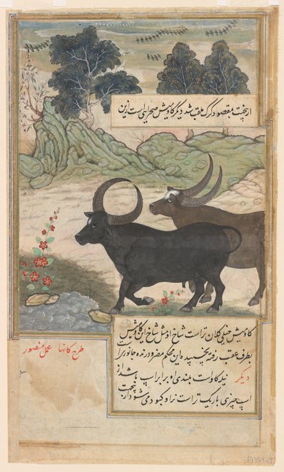 Dva modří býci a dva jeleni, z Baburnama, kolem roku 1589 (akvarel, tuš, zlato na papíře) od Mansur (fl.c.1590 1630)