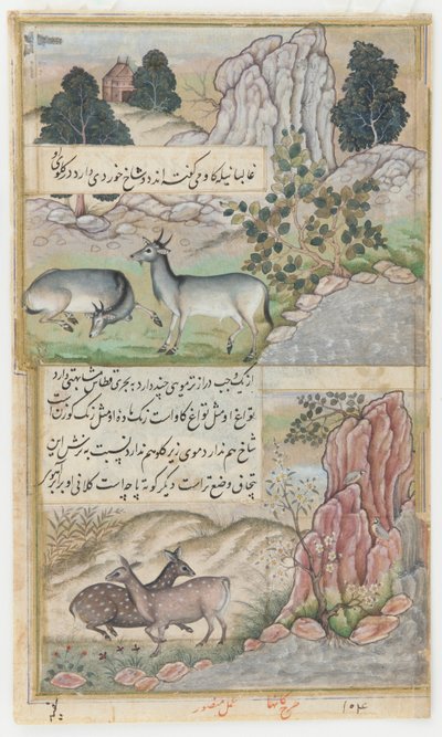 Dva divocí buvoli, asi 1589 (akvarel, tuš, zlato na papíře) od Mansur (fl.c.1590 1630)