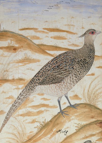 Himálajský fanoušek bažant, Jahangir Period, Mughal, cca 1620 (akvarel) od Mansur