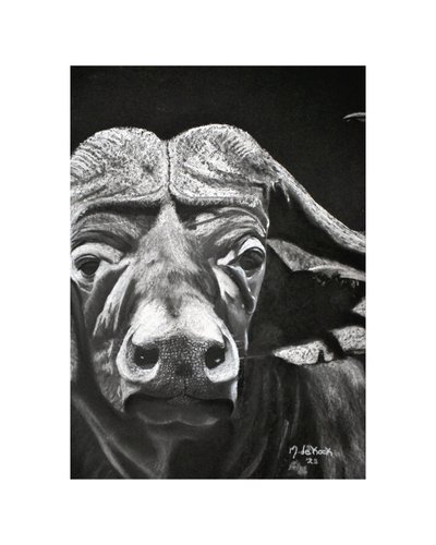 Buffalo od Marchelle de Kock