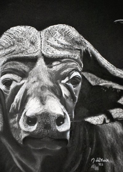 Buffalo od Marchelle de Kock