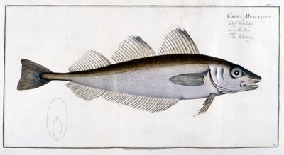 Přírodovědná tabule: Treska bezvousá podle Marca Eliesera Blocha Ichtyologie Paříž - Berlín - Londýn 1787. od Marcus Élieser Bloch