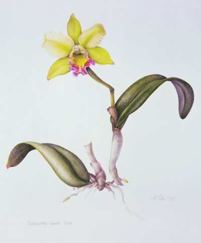 Brassolaeliocattleya Greenwich, Elmhurst (akvarel na papíře) od Margaret Ann Eden