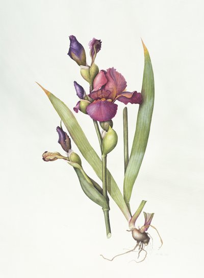 Iris (akvarel na papíře) od Margaret Ann Eden