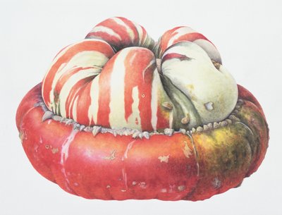 Turks Turban Squash, 1995 (wc na papíře) od Margaret Ann Eden