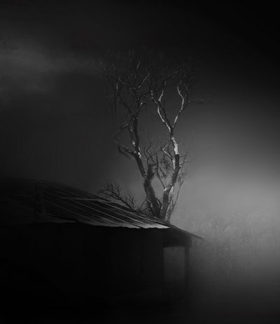 Tajemný zamlžený strom od Margaret Halaby