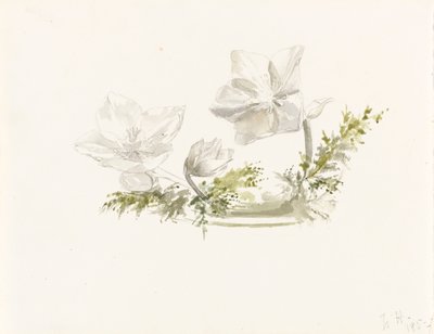 Studie květinového aranžmá (grafit, akvarel) od Margaret Louisa Herschel