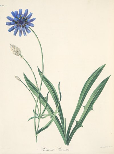 Blue Catananche, z Květinové ilustrace ročních období, hospoda. 1829 (ručně kolorovaná rytina) od Margaret Roscoe