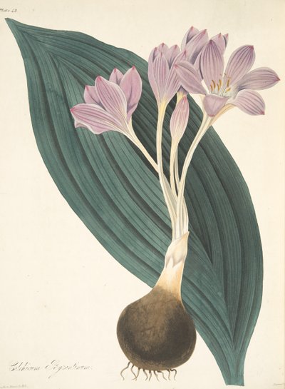 Šafrán širokolistý, z květinových ilustrací ročních období, hospoda. 1829 (ručně kolorovaná rytina) od Margaret Roscoe