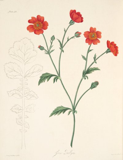 Chilean Avens, z Květinové ilustrace ročních období, hospoda. 1829 (ručně kolorovaná rytina) od Margaret Roscoe