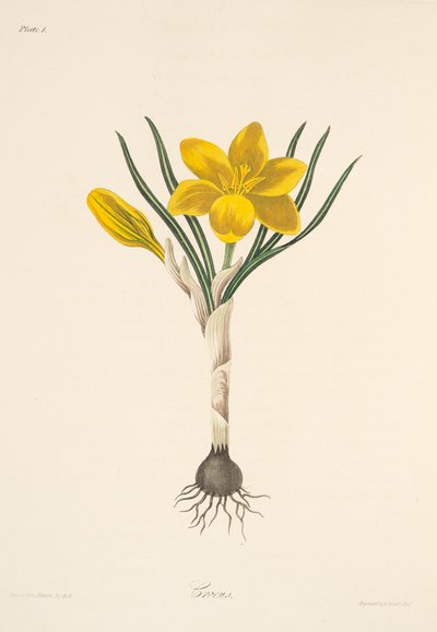 Společný žlutý krokus, z květinových ilustrací ročních období, hospoda. 1829 (ručně kolorovaná rytina) od Margaret Roscoe