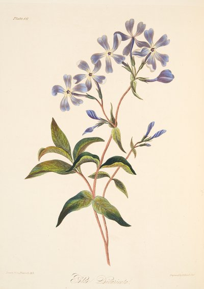 Brzy kvetoucí Lychnidea, z Květinové ilustrace ročních období, hospoda. 1829 (ručně kolorovaná rytina) od Margaret Roscoe
