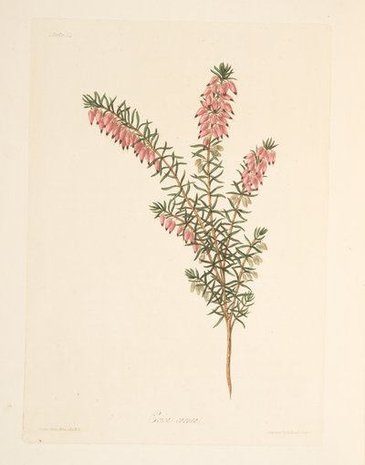 Masově zbarvený, raně splývavý Heath, z Květinových ilustrací ročních období, hospoda. 1829 (ručně kolorovaná rytina) od Margaret Roscoe