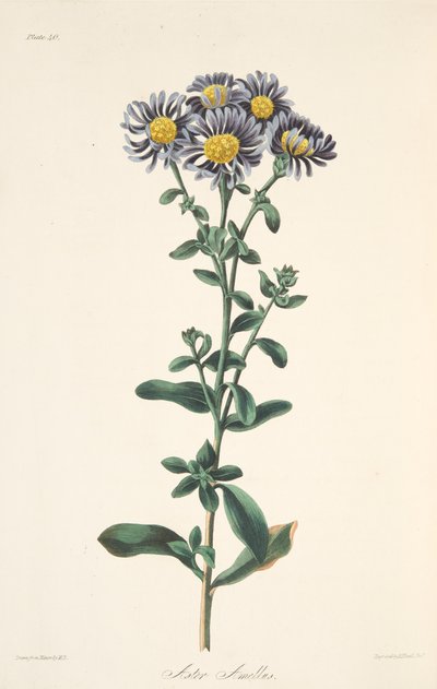 Italská astra, z Květinové ilustrace ročních období, hospoda. 1829 (ručně kolorovaná rytina) od Margaret Roscoe