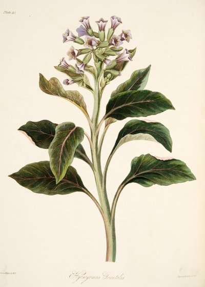Oriental Hyoscyamus, z Květinové ilustrace ročních období, hospoda. 1829 (ručně kolorovaná rytina) od Margaret Roscoe