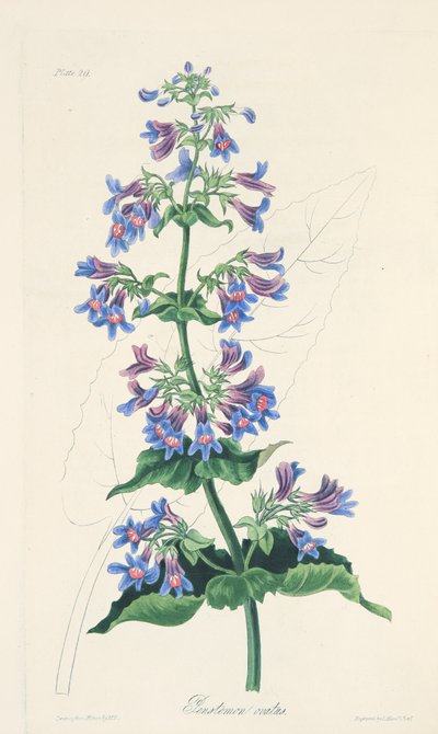 Penstemon vejčitý, z Květinové ilustrace ročních období, hospoda. 1829 (ručně kolorovaná rytina) od Margaret Roscoe