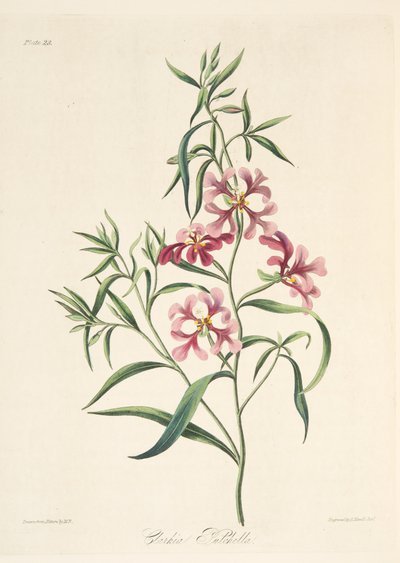 Pretty Clarkia, z Květinové ilustrace ročních období, hospoda. 1829 (ručně kolorovaná rytina) od Margaret Roscoe