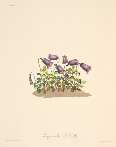 Květina Russet Bell, z knihy Floral Illustrations of the Seasons, pub. 1829 (ručně kolorovaná rytina) od Margaret Roscoe