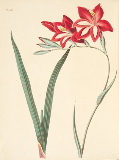 Vynikající kukuřičná vlajka, z květinových ilustrací ročních období, hospoda. 1829 (ručně kolorovaná rytina) od Margaret Roscoe