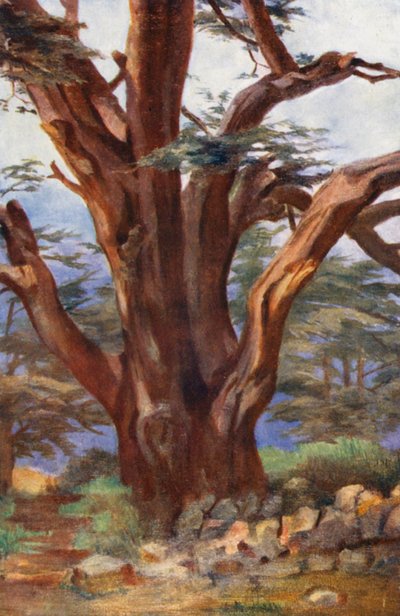 Libanonský cedr (barevná litografie) od Margaret Thomas