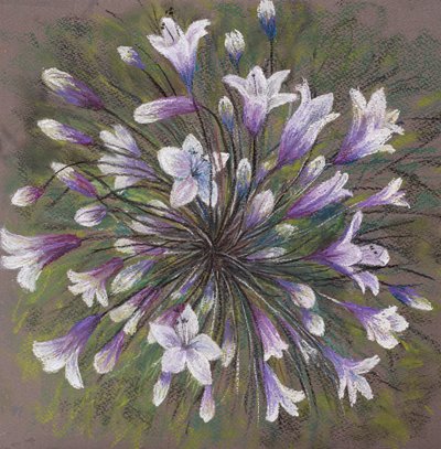 Agapanthus od Margo Starkey